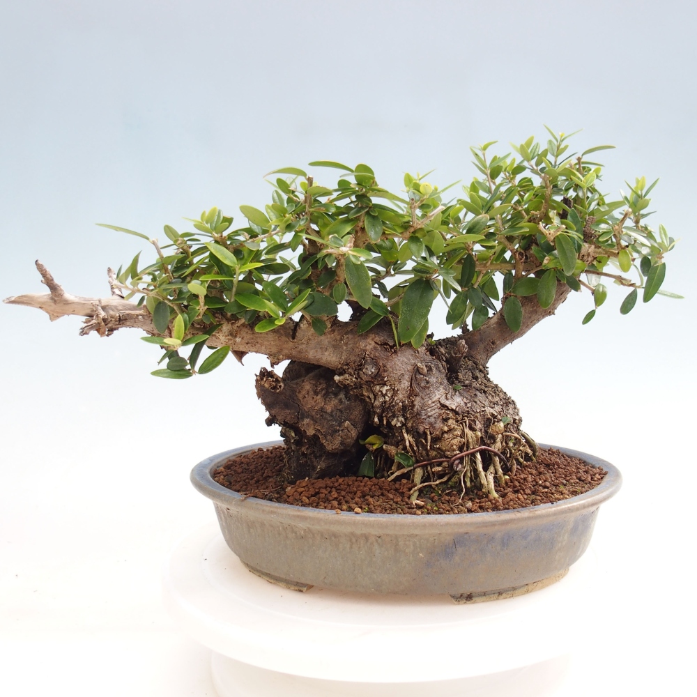 Kryte bonsai - Olea europaea sylvestris - Europejska oliwa z małych liści