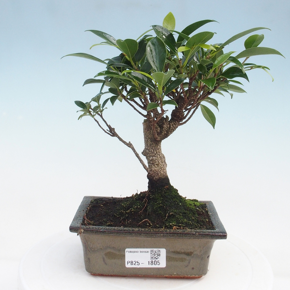 Bonsai wewnętrzne - Ficus retusa - figowiec drobnolistny