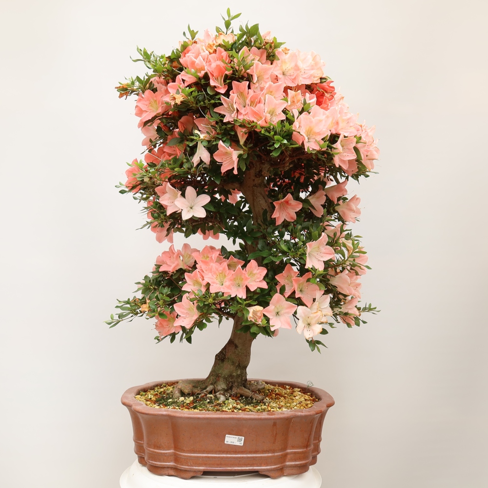 Outdoor bonsai - Azalia japońska - Azalia Sansai