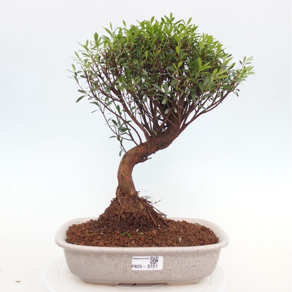 Pokój bonsai - Syzygium - Pimento