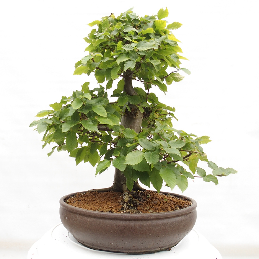 Bonsai zewnętrzne - Grab - Carpinus betulus
