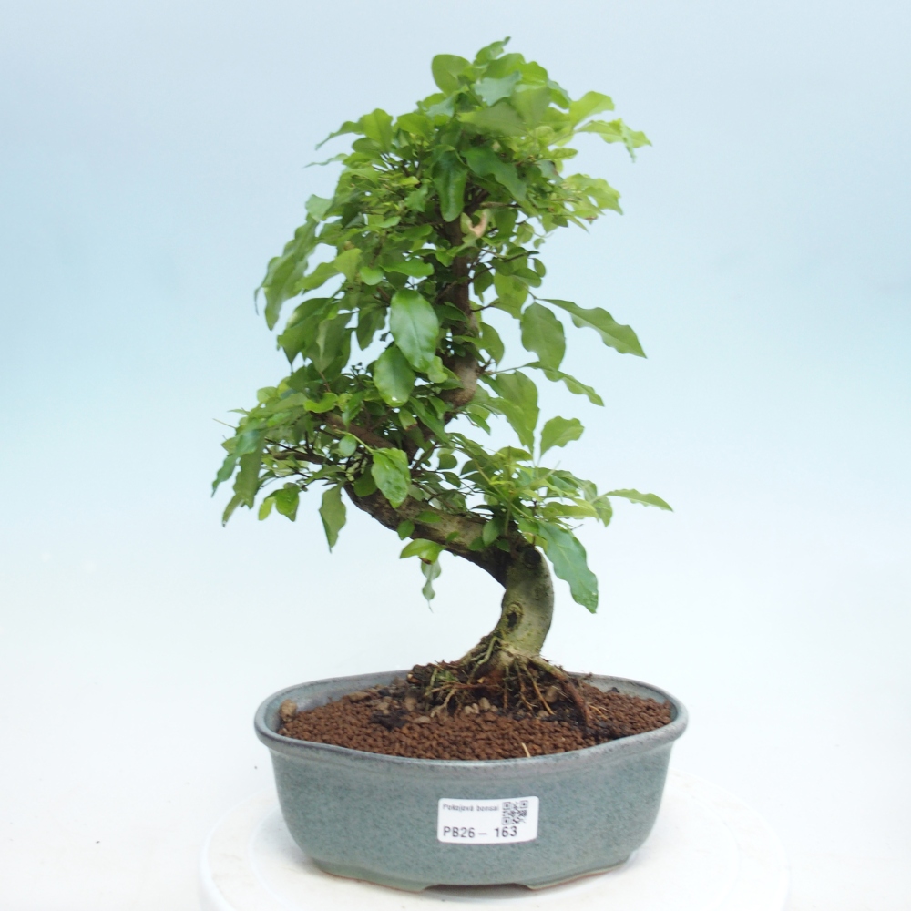 Pokój bonsai - Ligustrum retusa - dziób ptaka drobnolistnego