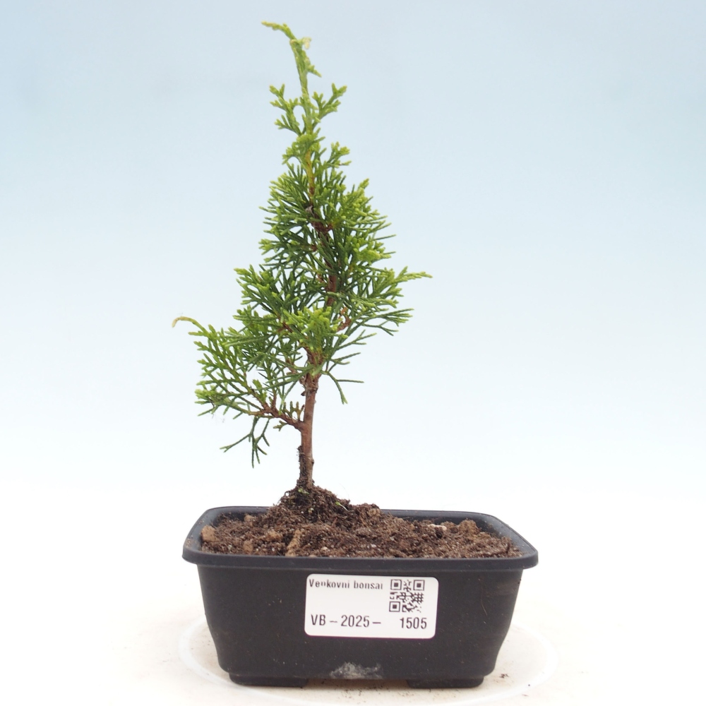 Outdoor bonsai - Juniperus chinensis Itoigawa - Jałowiec chiński