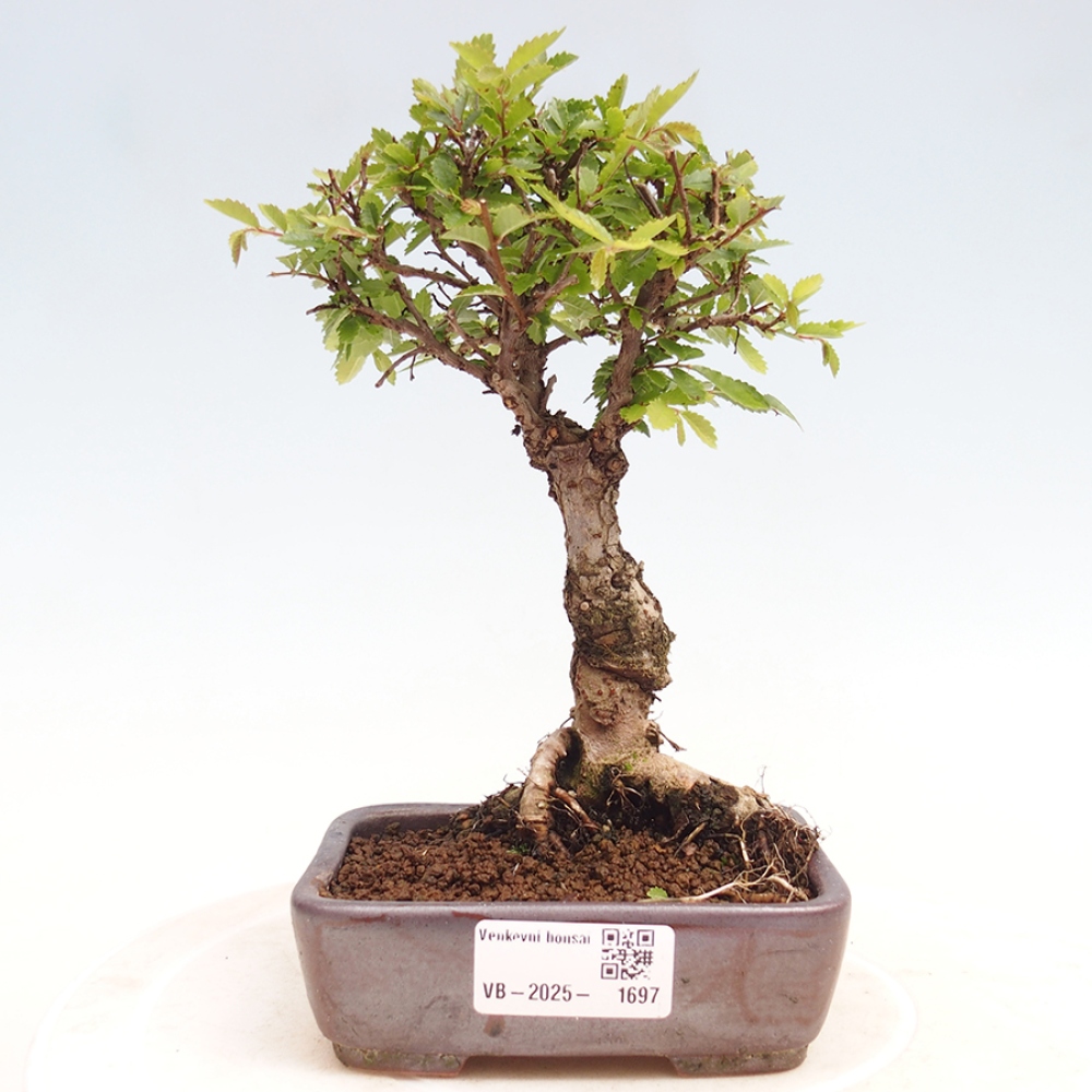 Outdoor bonsai - Zelkova - Zelkova NIRE