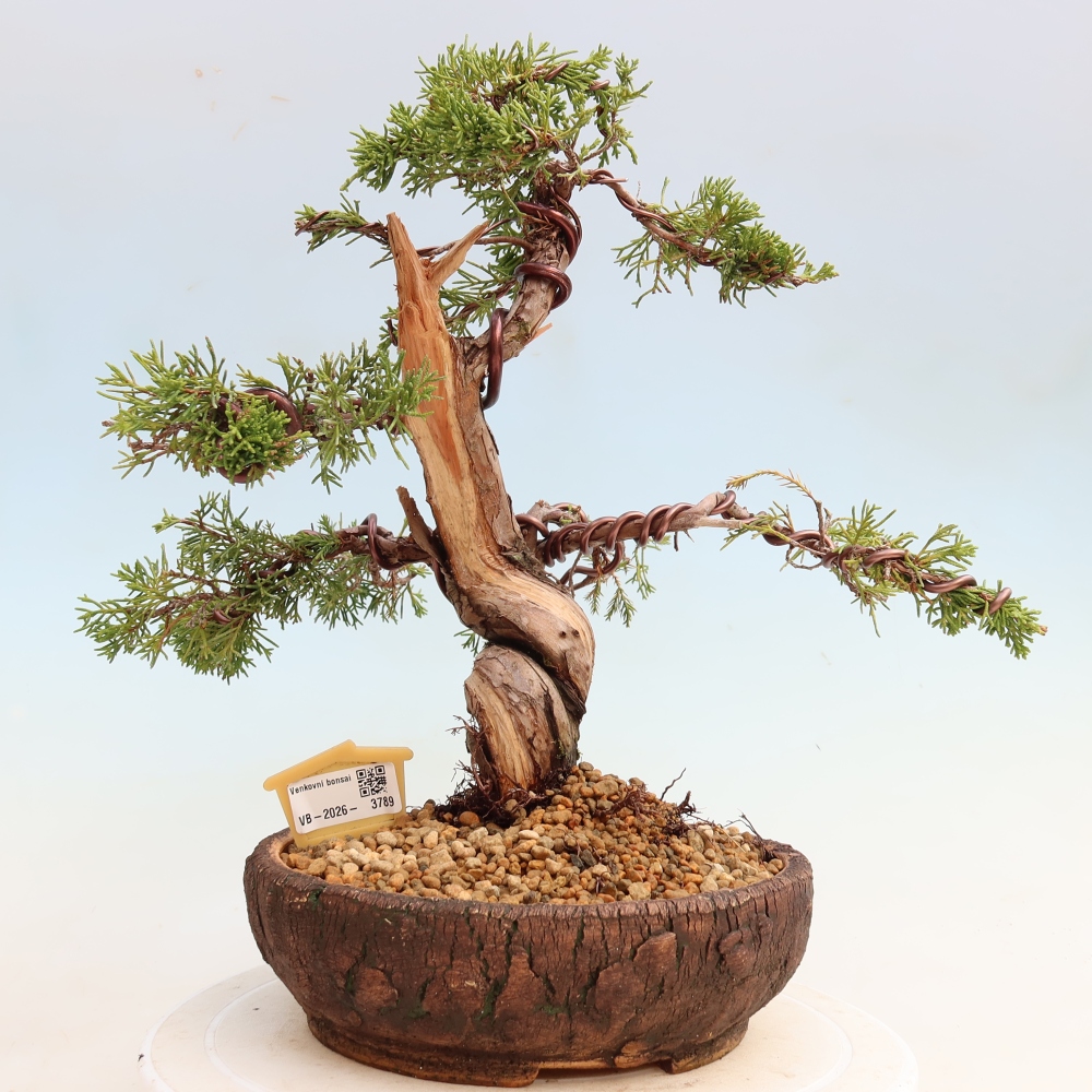 Bonsai ogrodowe – Juniperus chinensis Itoigawa – jałowiec chiński