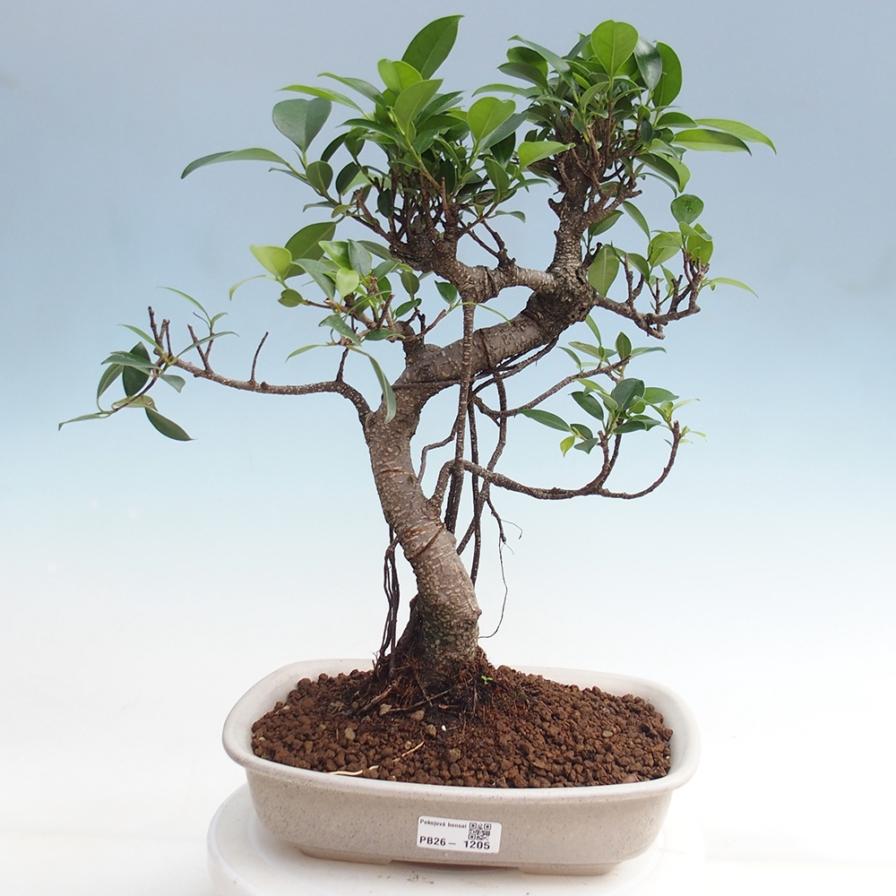 Pokój bonsai - Ficus kimmen - figowiec drobnolistny