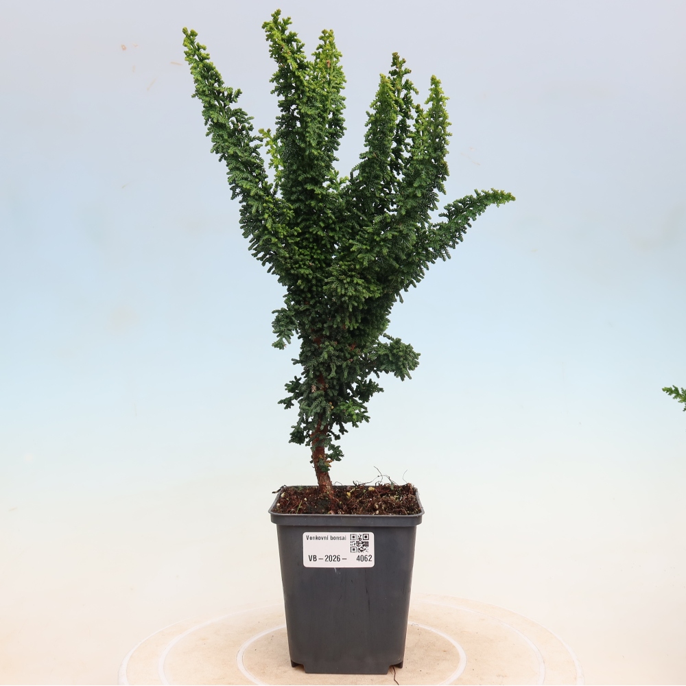 Bonsai zewnętrzne - Cham. obtusa SEKKA HINOKI - Cyprys