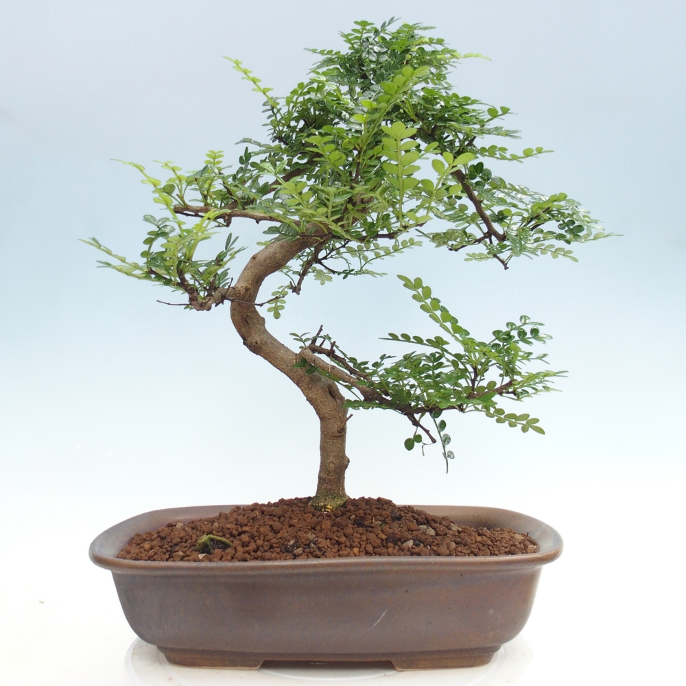 Pokój bonsai - Zantoxylum piperitum - drzewo pieprzowe