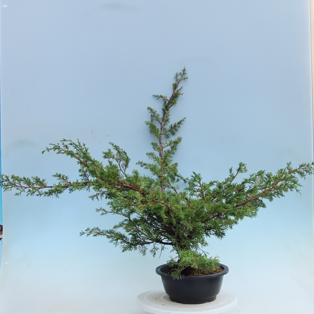 Bonsai ogrodowe – Juniperus chinensis Itoigawa – jałowiec chiński