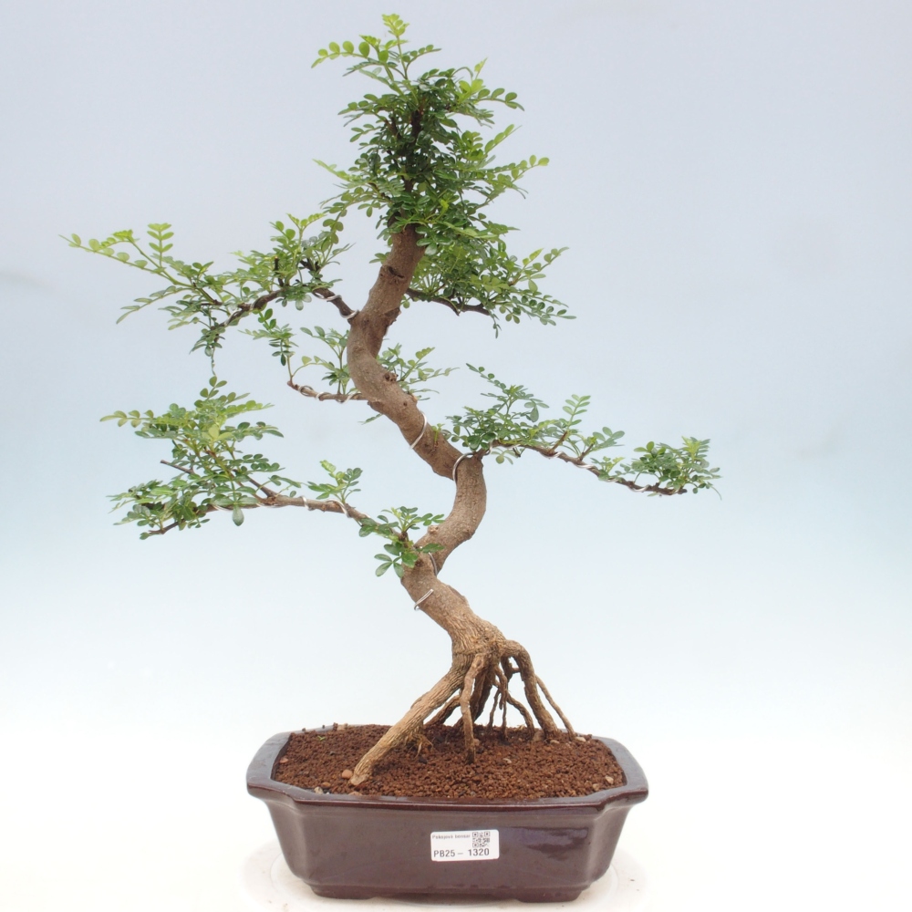 Bonsai do wnętrz - Zantoxylum piperitum - Mięta pieprzowa