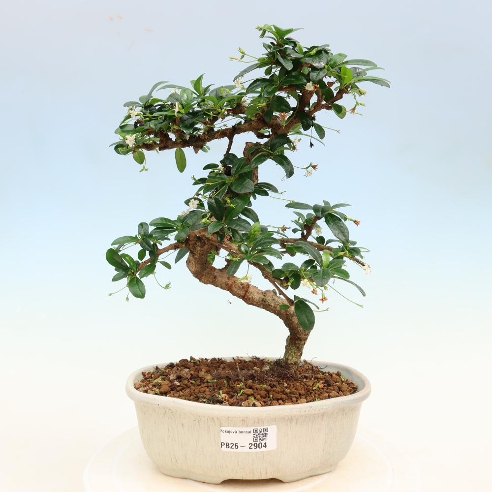 Bonsai pokojowe - Carmona macrophylla - Tea fuki