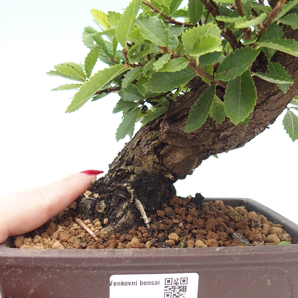 Bonsai zewnętrzne - Zelkova - Zelkova NIRE