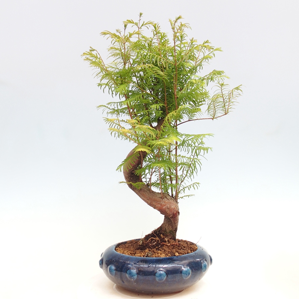 Outdoor bonsai - Metasequoia glyptostroboides - chińskie metasekvoje