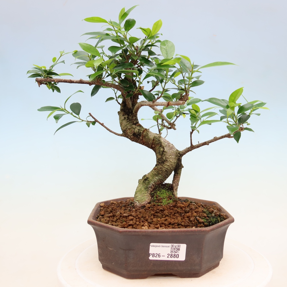Pokój bonsai - Ficus kimmen - figowiec drobnolistny