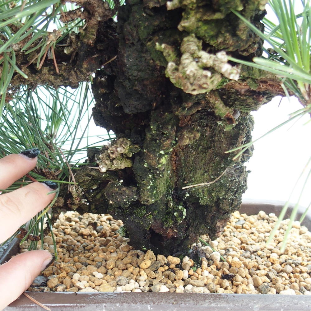Bonsai ogrodowe - Pinus thunbergii - Sosna Thunbergia