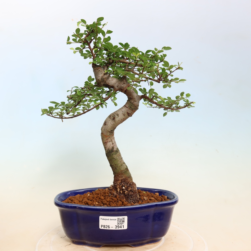 Pokój bonsai - Ulmus parvifolia - Wiąz drobnolistny