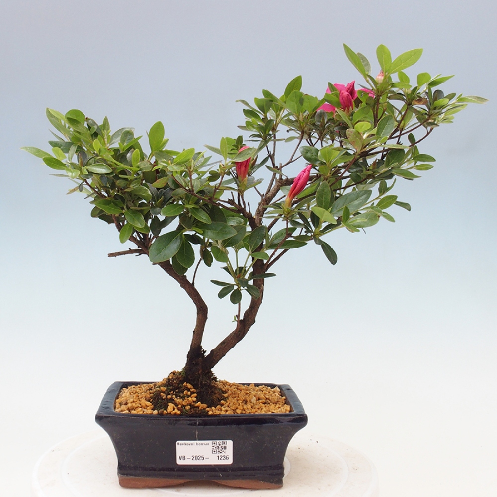 Bonsai zewnętrzne - Azalia japońska - Azalea sp.