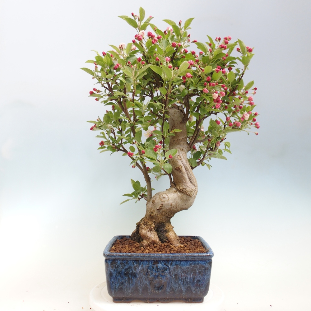 Outdoor bonsai - Malus halliana - Jabłoń drobnoowocowa