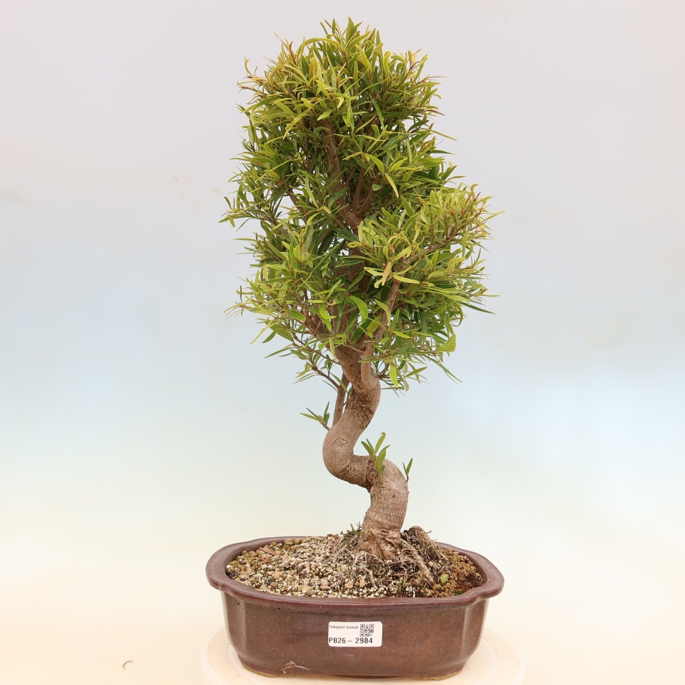 Pokój bonsai - Ficus nerifolia - figowiec drobnolistny