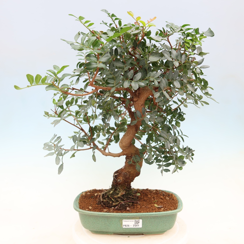 Bonsai pokojowe – Pistacia Lentiscus – Pistacja