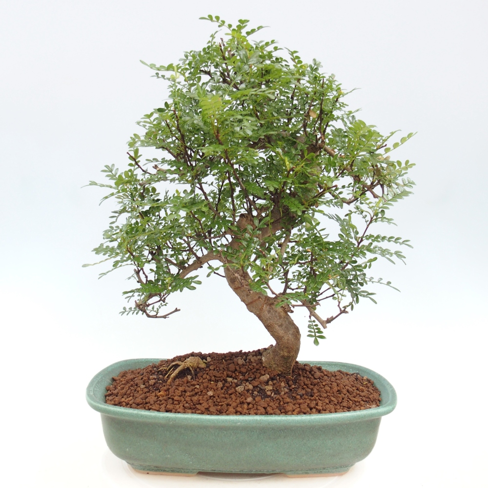 Bonsai do wnętrz - Zantoxylum piperitum - Mięta pieprzowa