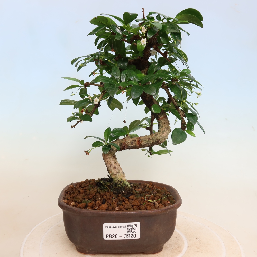 Bonsai pokojowe - Carmona macrophylla - Tea fuki
