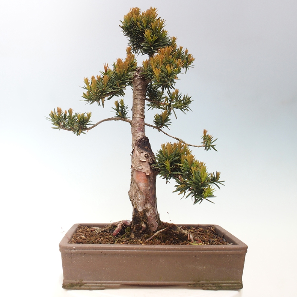 Bonsai na zewnątrz - Taxus cuspidata - cis japoński