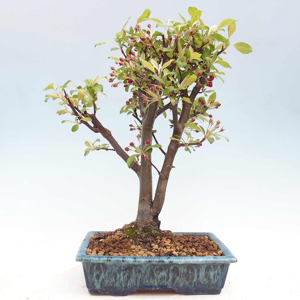 Outdoor bonsai - Malus domestica - Jabłoń czerwonolistna o małych owocach