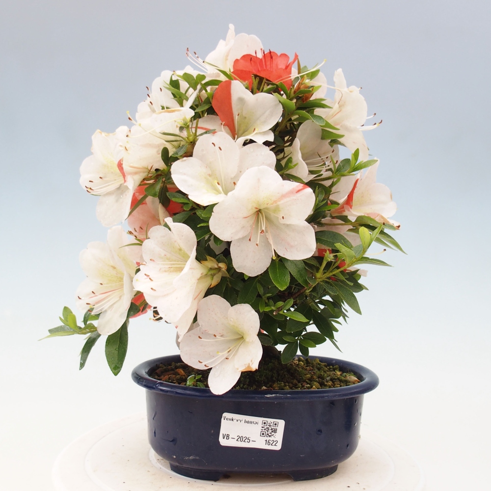 Bonsai ogrodowe - azalia japońska - Azalea Asazakura