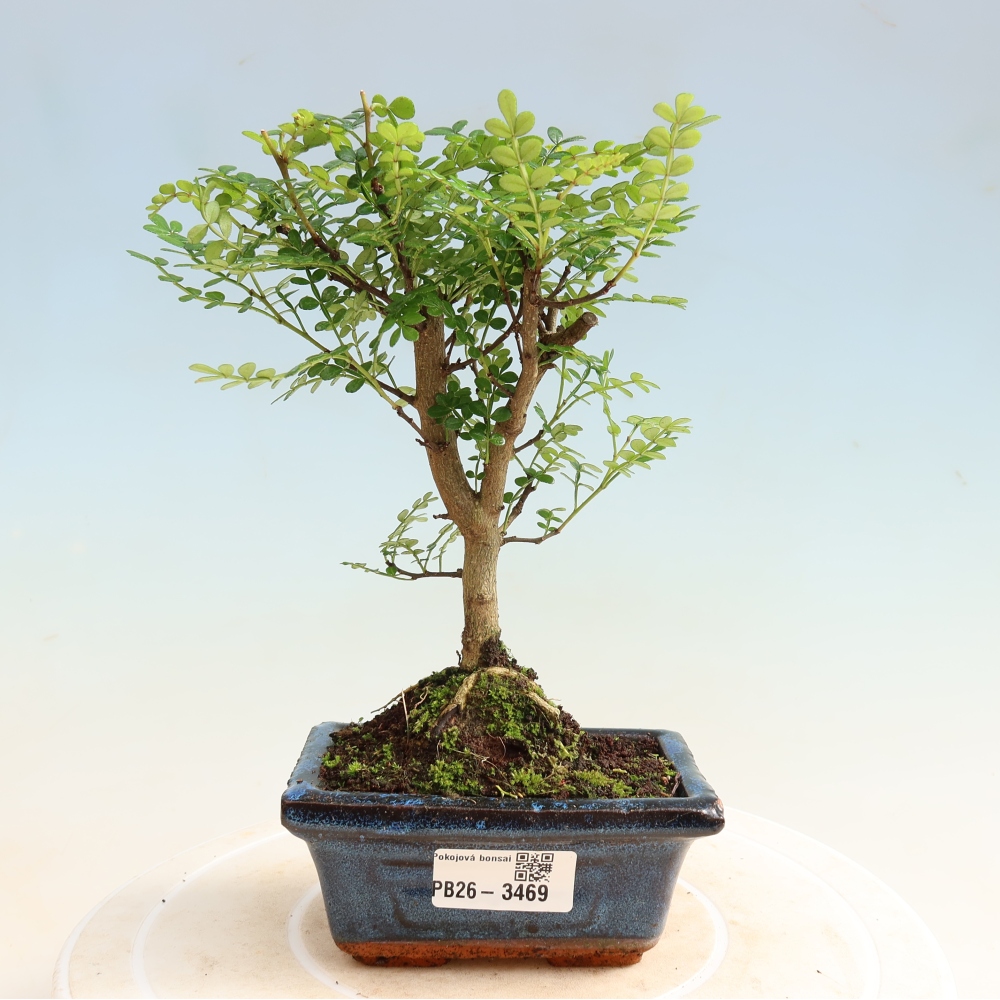 Pokój bonsai - Zantoxylum piperitum - drzewo pieprzowe