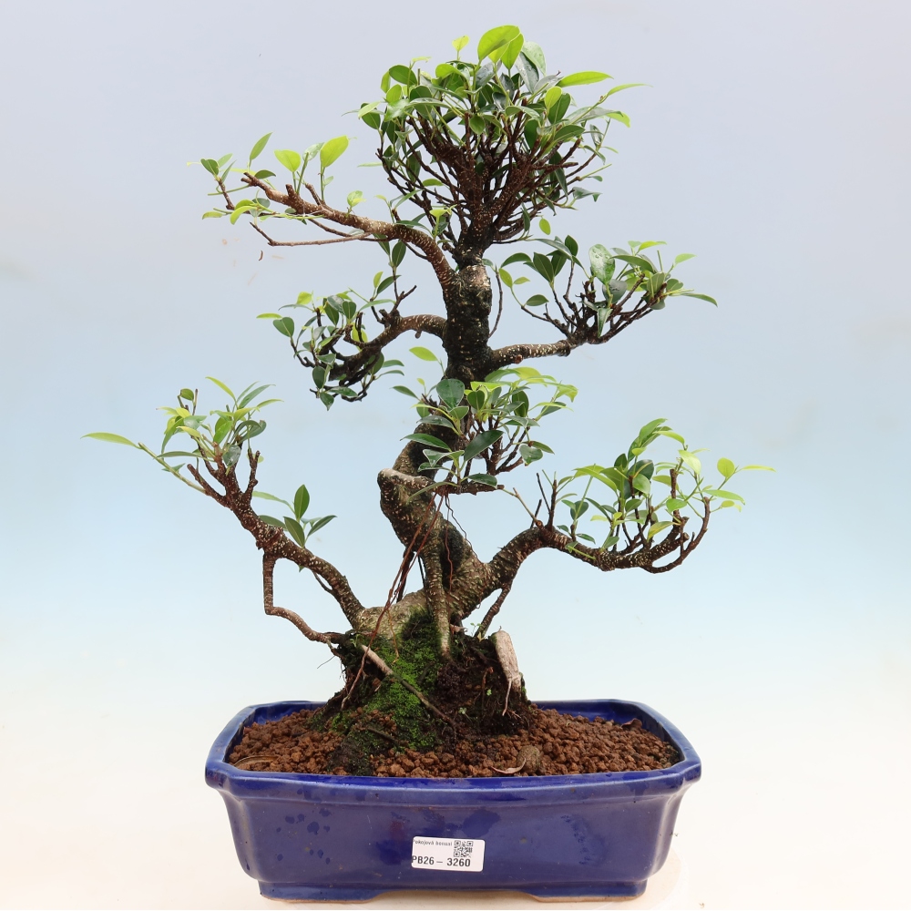 Pokój bonsai - Ficus kimmen - figowiec drobnolistny