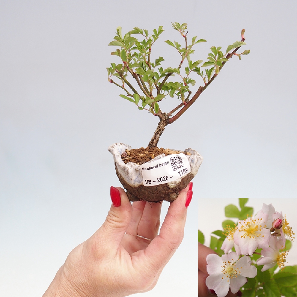 Outdoor bonsai - Rosa sp. - róża drobnokwiatowa