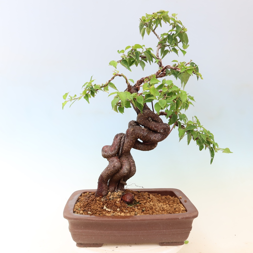 Bonsai ogrodowe – japońska śliwka – Prunus Mume