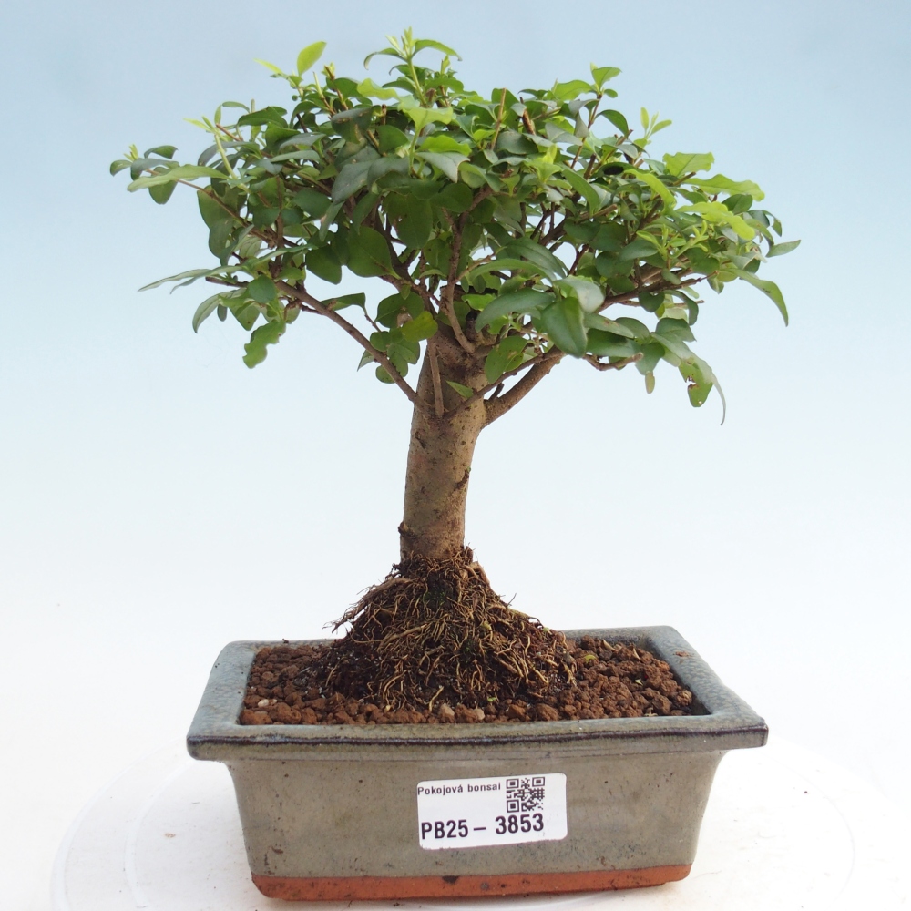 Pokój bonsai - Ligustrum chinensis - Dziób ptaka
