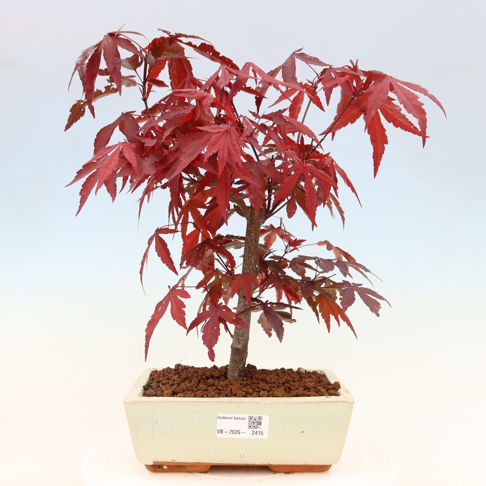 Bonsai na zewnątrz - Palma Acer. Atropurpureum-Javor palmate