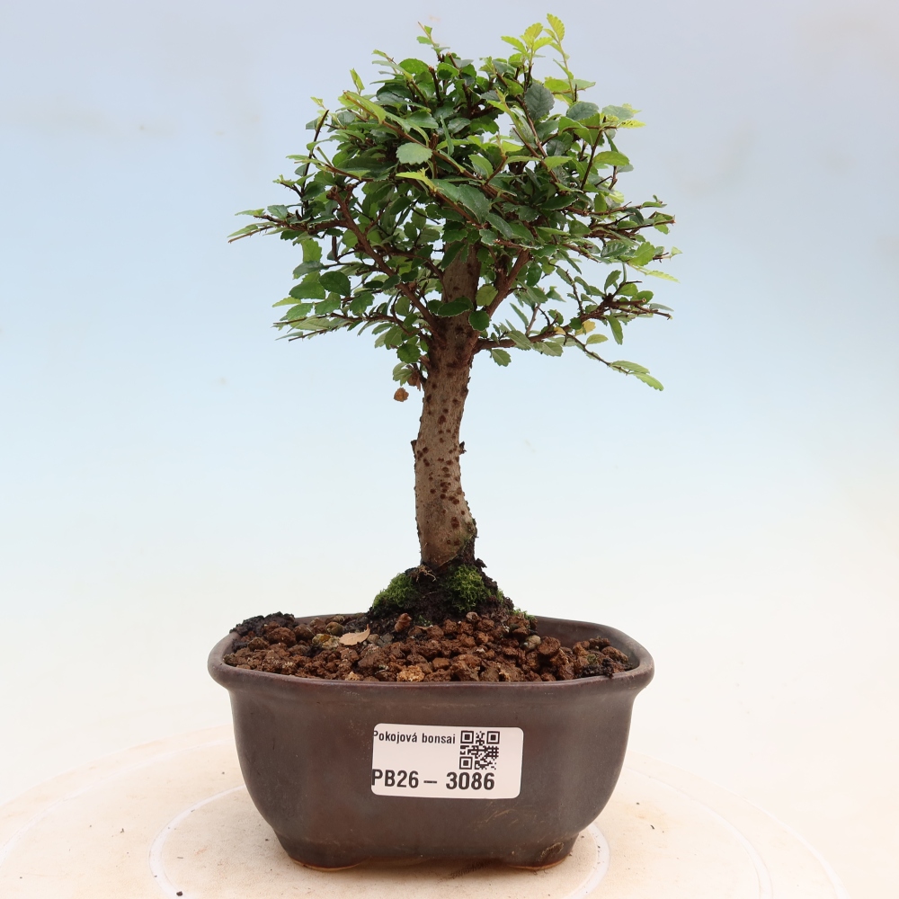 Pokój bonsai - Ulmus parvifolia - Wiąz drobnolistny