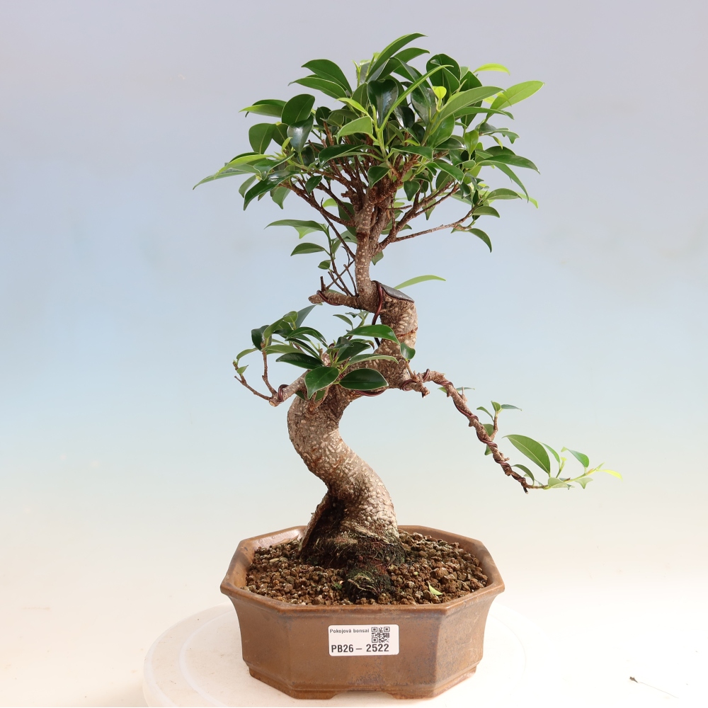 Pokój bonsai - Ficus retusa - figowiec drobnolistny