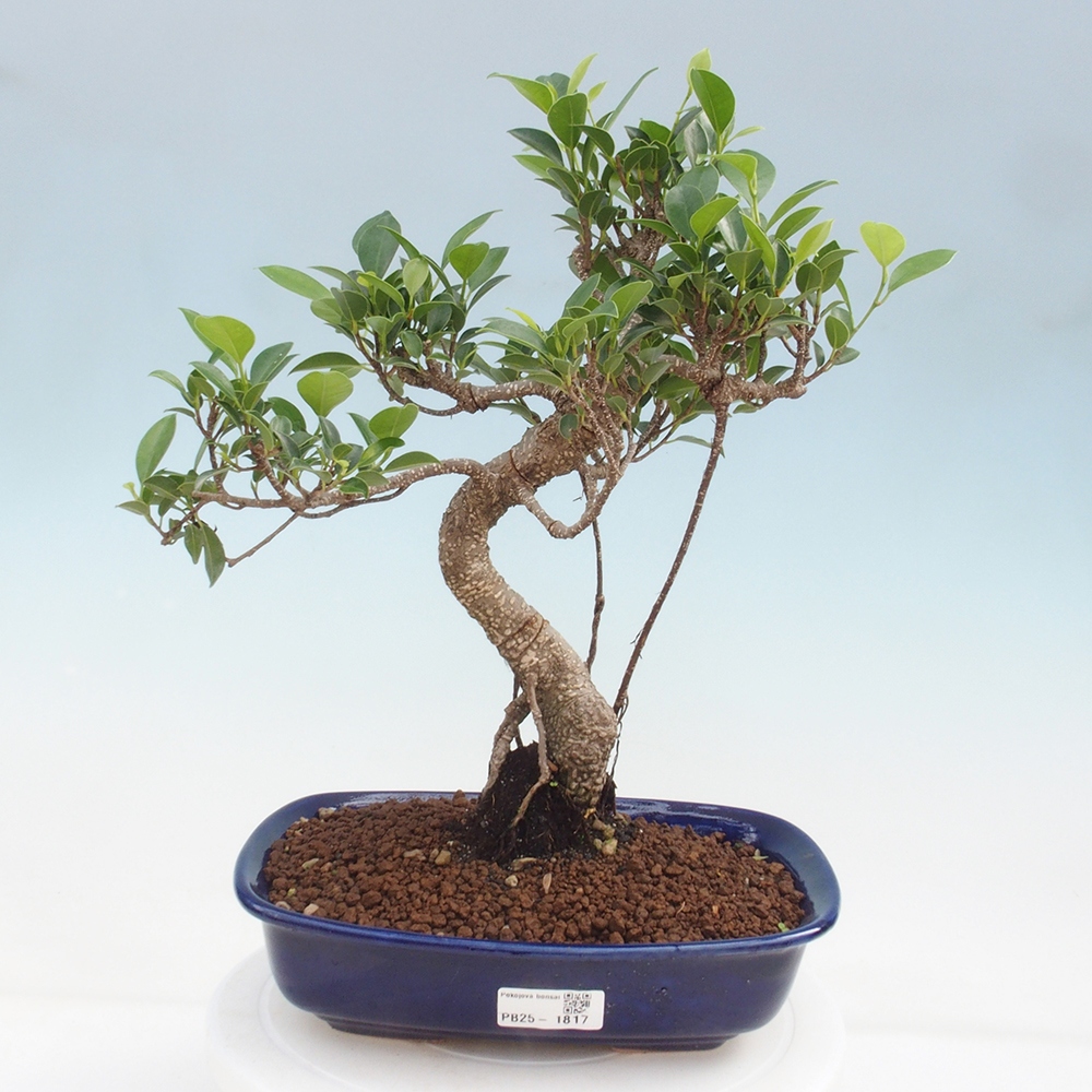Kryty bonsai - kimono Ficus - figowiec drobnolistny