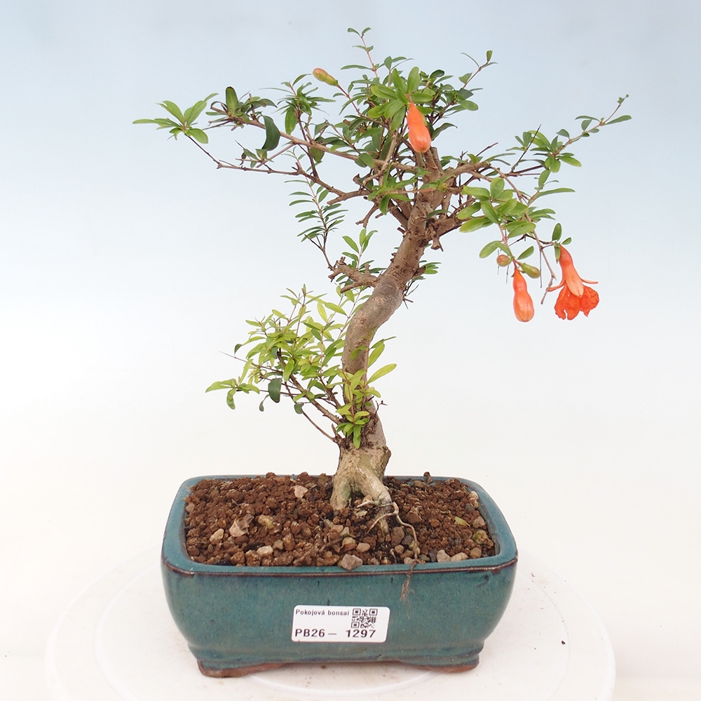 Pokój bonsai - PUNICA granatum nana - jabłko granatu