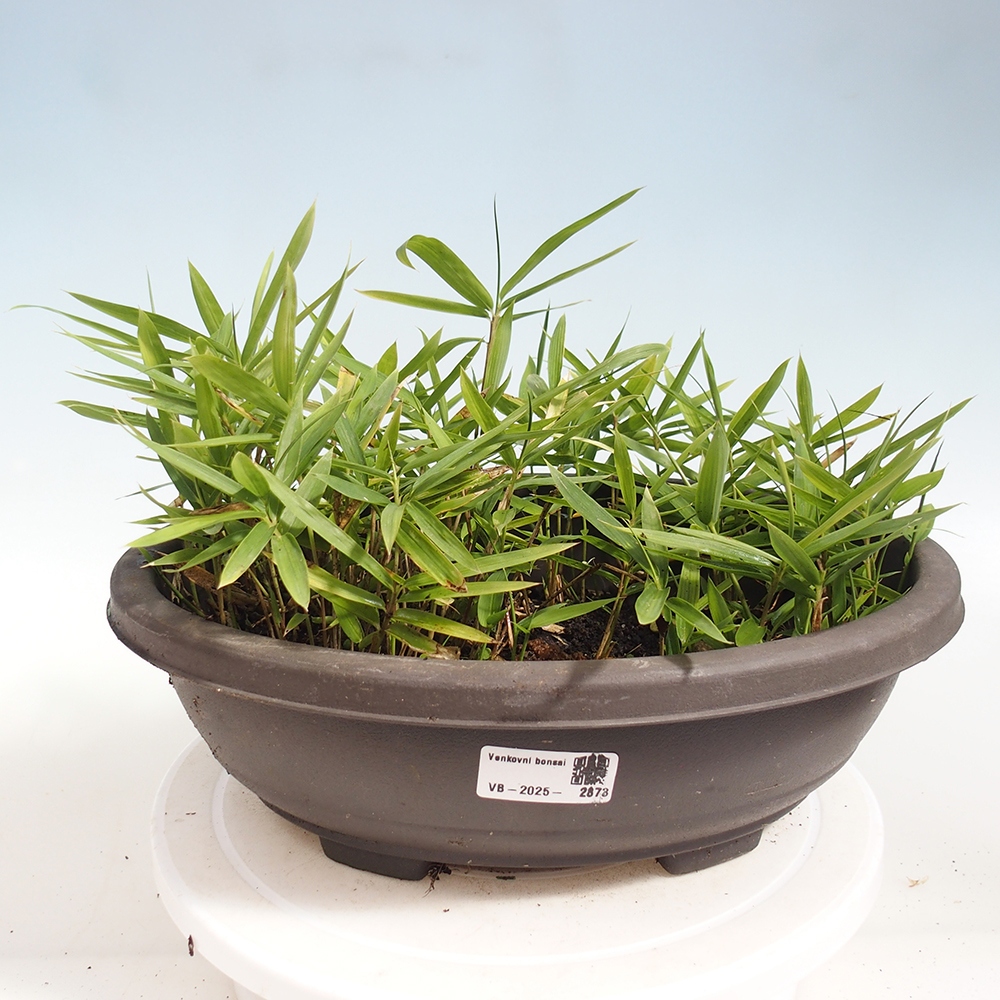 Bonsai zewnętrzne - Pleioblastus argenteostriatus f.pumilus - Bambus karłowaty
