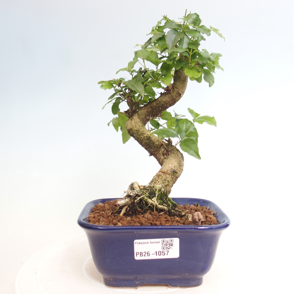 Pokój bonsai - Ligustrum chinensis - Dziób ptaka