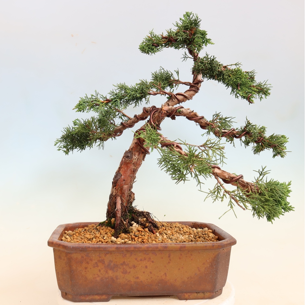 Outdoor bonsai - Juniperus chinensis Kishu