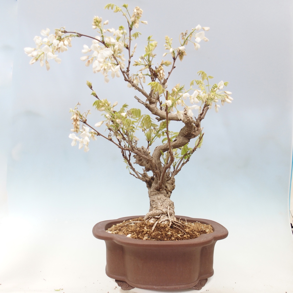 Bonsai zewnętrzne - Vistaria - Wisteria