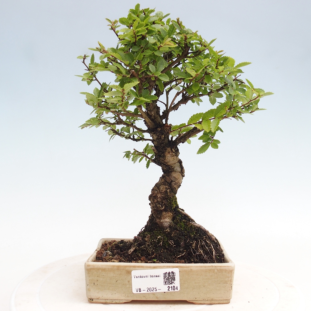 Outdoor bonsai - Zelkova - Zelkova NIRE