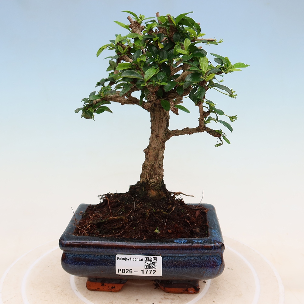 Bonsai pokojowe - Carmona macrophylla - Tea fuki