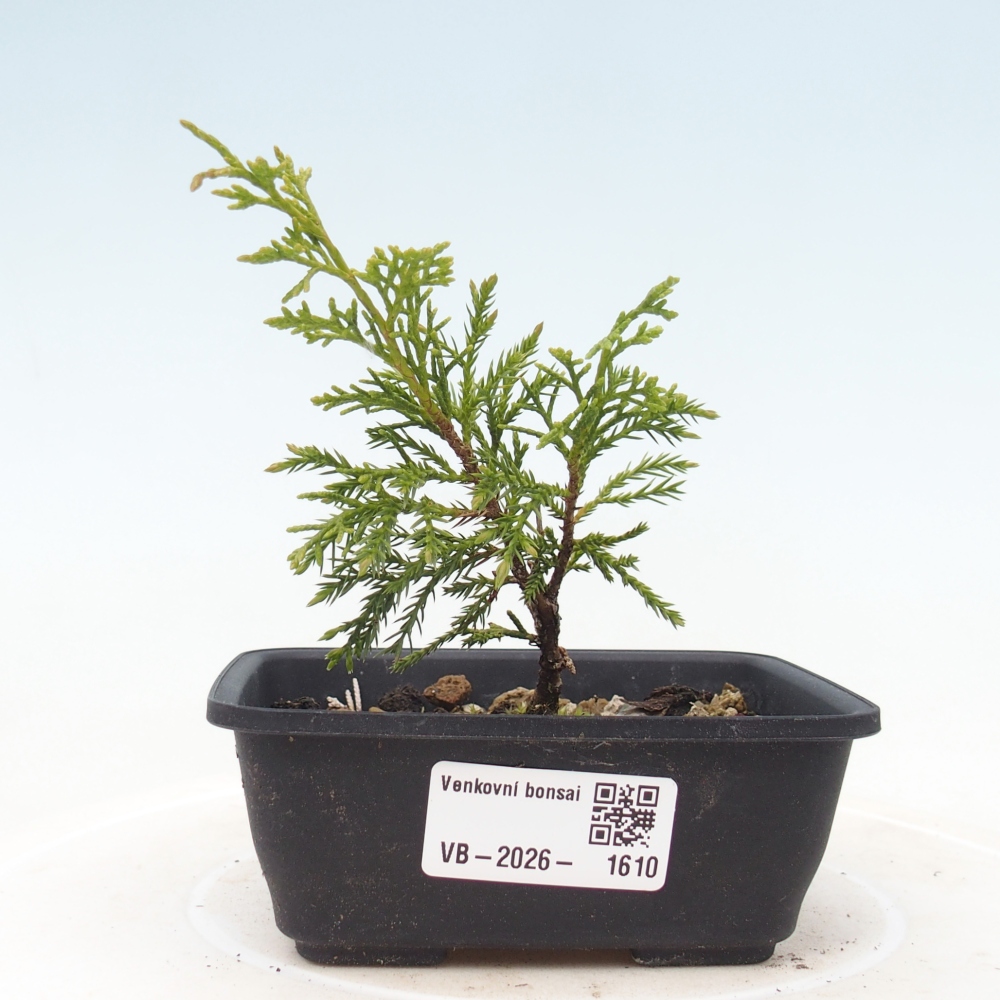 Outdoor bonsai - Juniperus chinensis Itoigawa