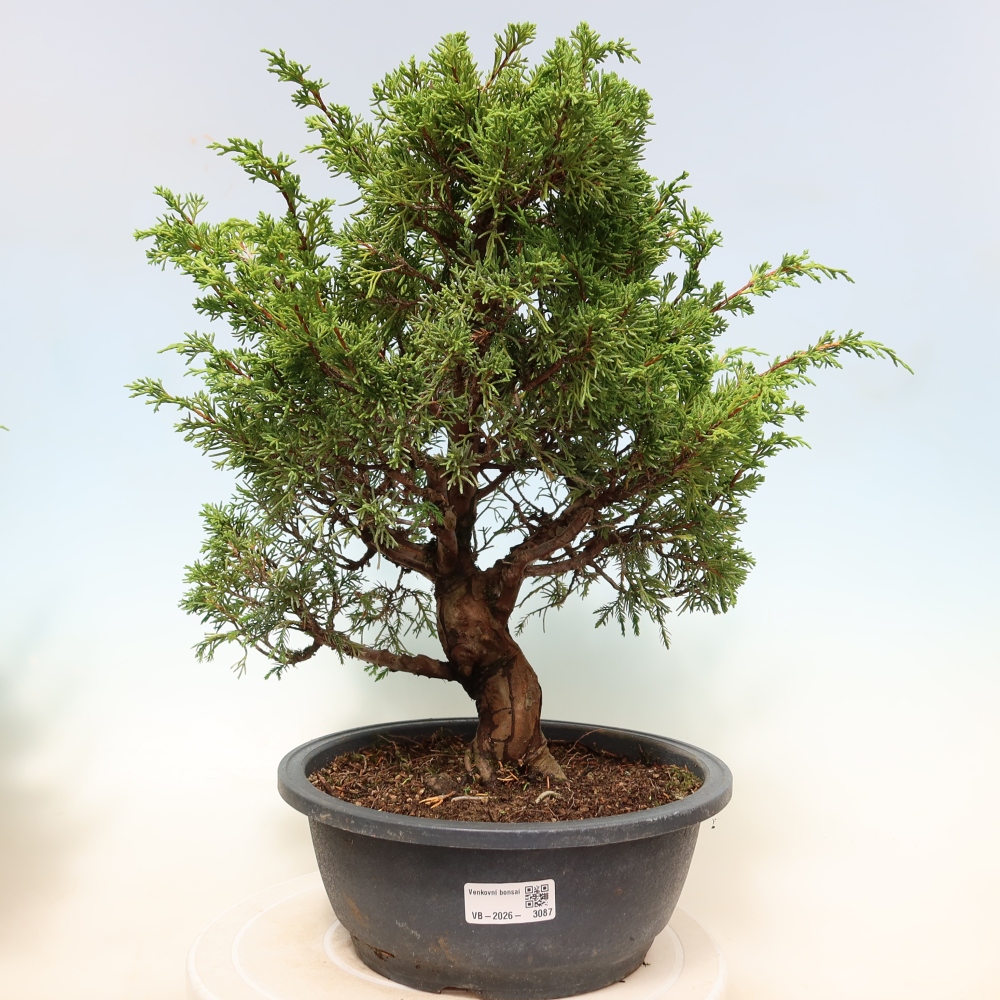 Bonsai ogrodowe – Juniperus chinensis Itoigawa – jałowiec chiński