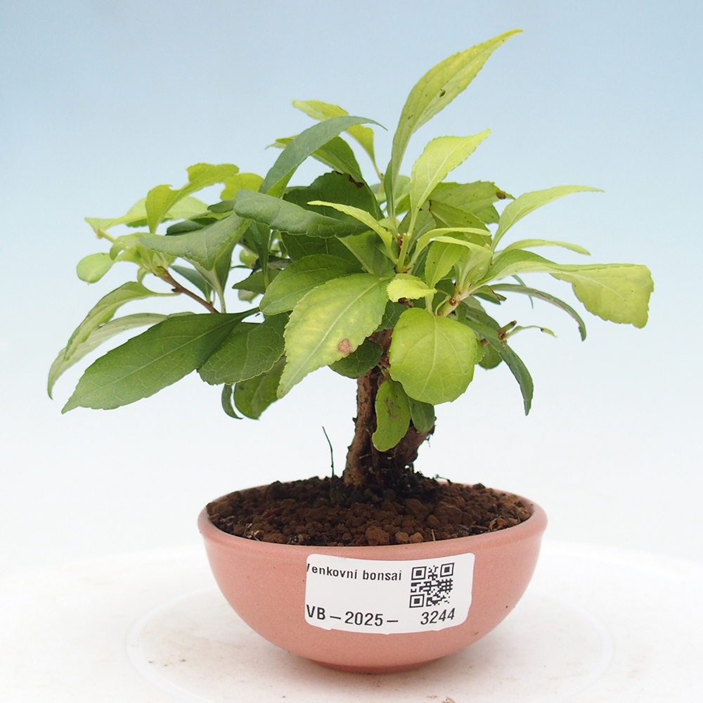 Bonsai na zewnątrz - Celastrus Jesenec