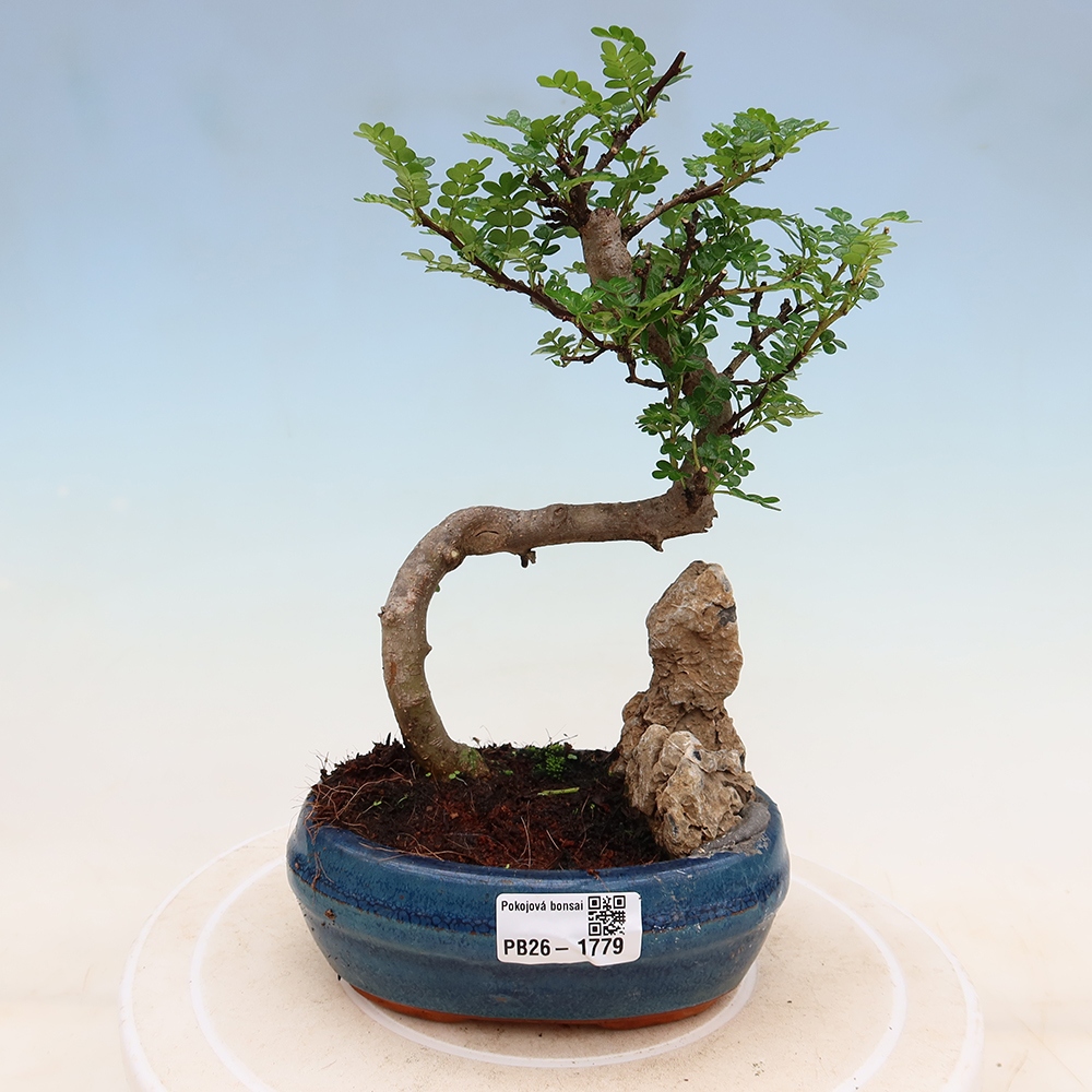 Pokój bonsai - Zantoxylum piperitum - drzewo pieprzowe