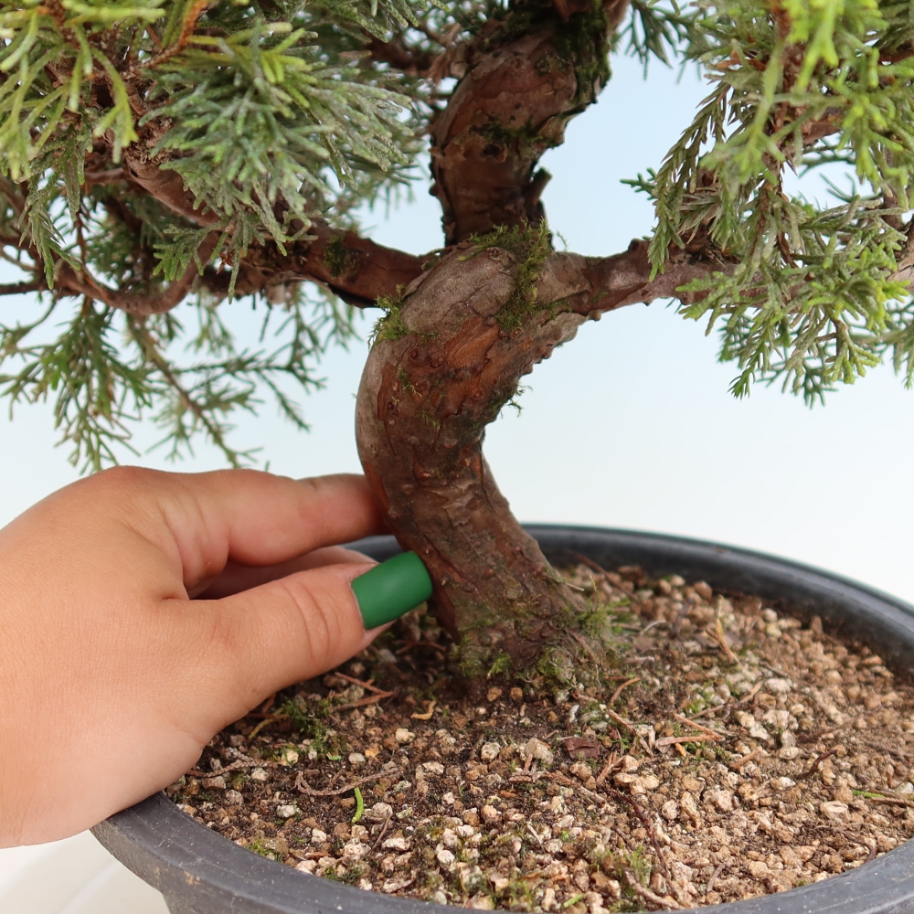 Bonsai ogrodowe – Juniperus chinensis Itoigawa – jałowiec chiński